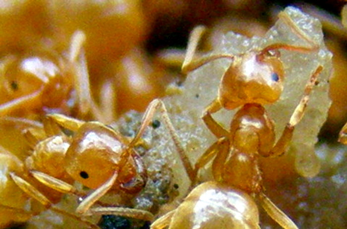 Conferma per Lasius flavus